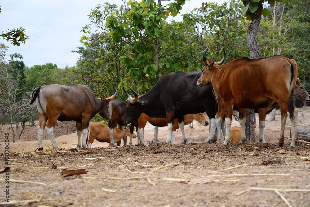 Fototapeta premium Banteng