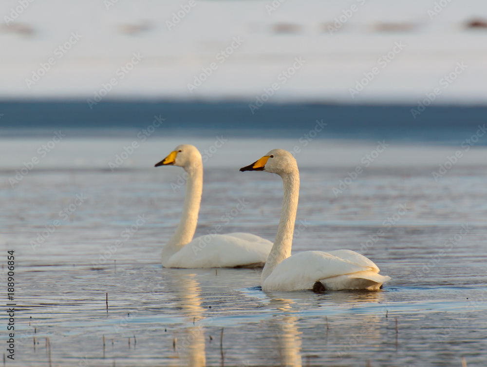 Fototapeta premium Whooper swan.Tromso,Norway
