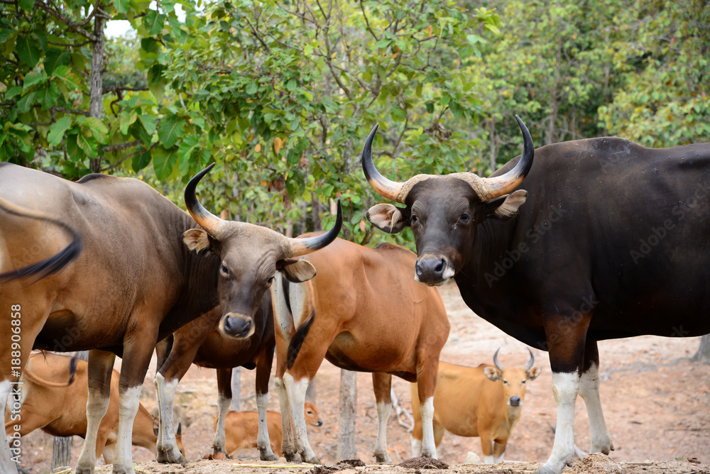 Banteng Banteng