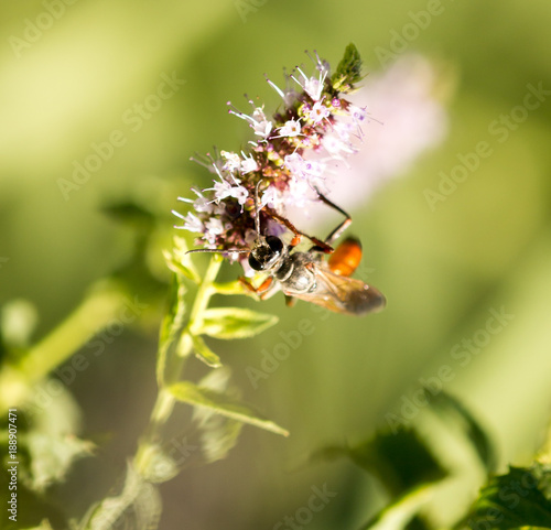 A black wasp on a flower in nature © schankz