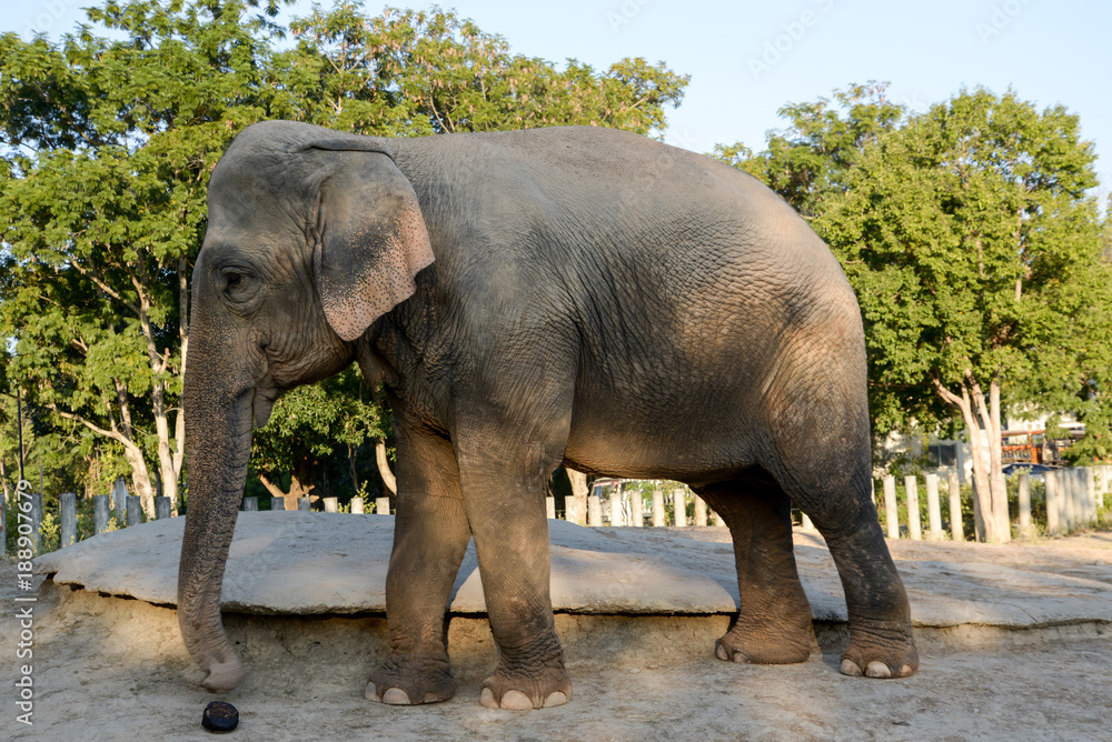 Fototapeta premium Elephant