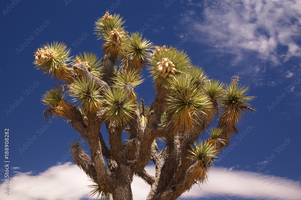 Detail of Joshua tree in Joshua Tree National Park in California in the USA

