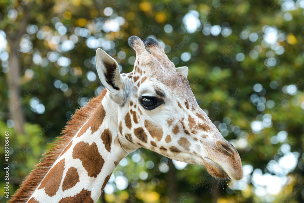 Obraz premium Reticulated giraffe