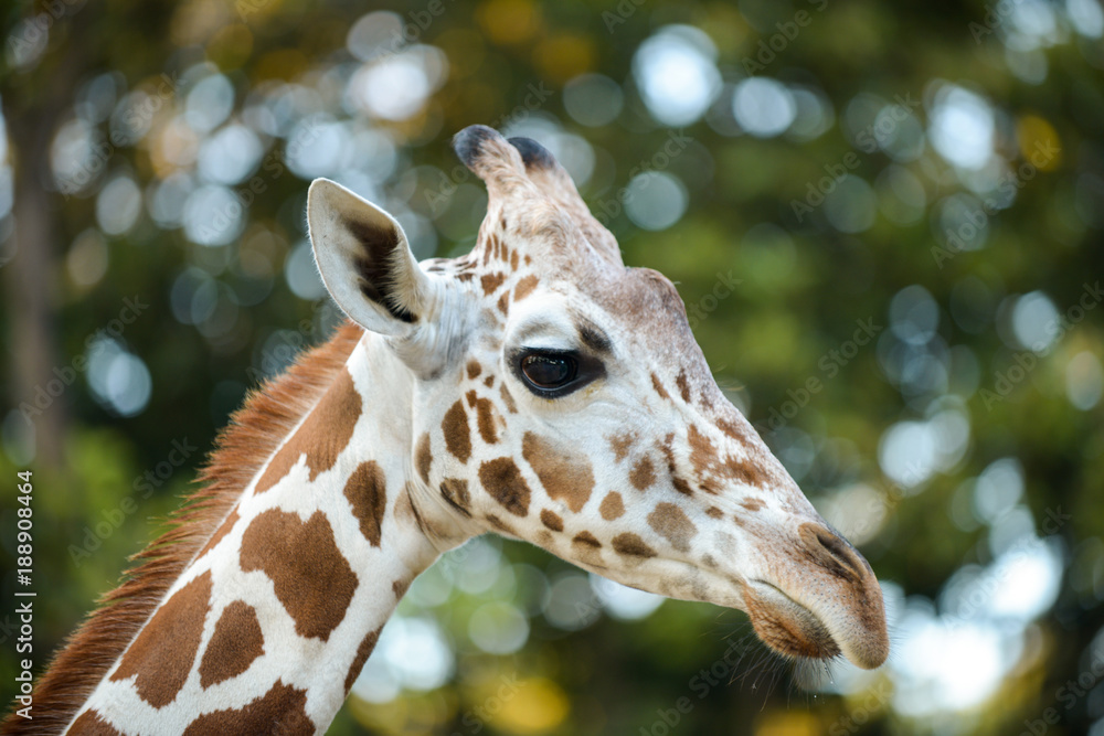 Obraz premium Reticulated giraffe