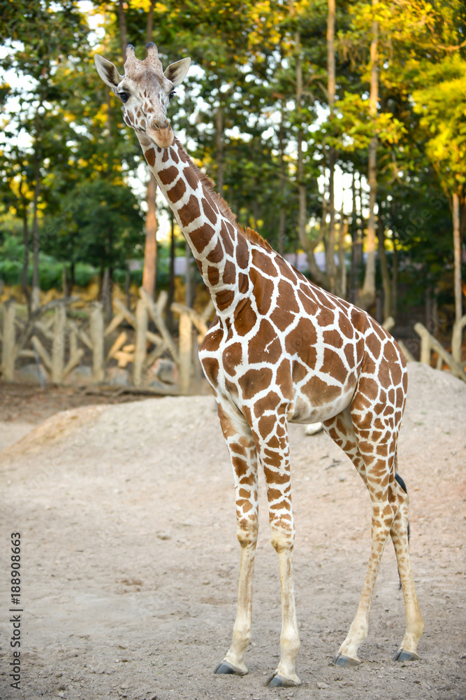 Obraz premium Reticulated giraffe