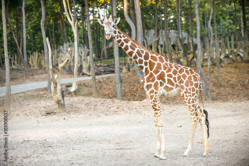 Reticulated giraffe