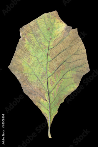 Dried Teak leaf isolated on black background.