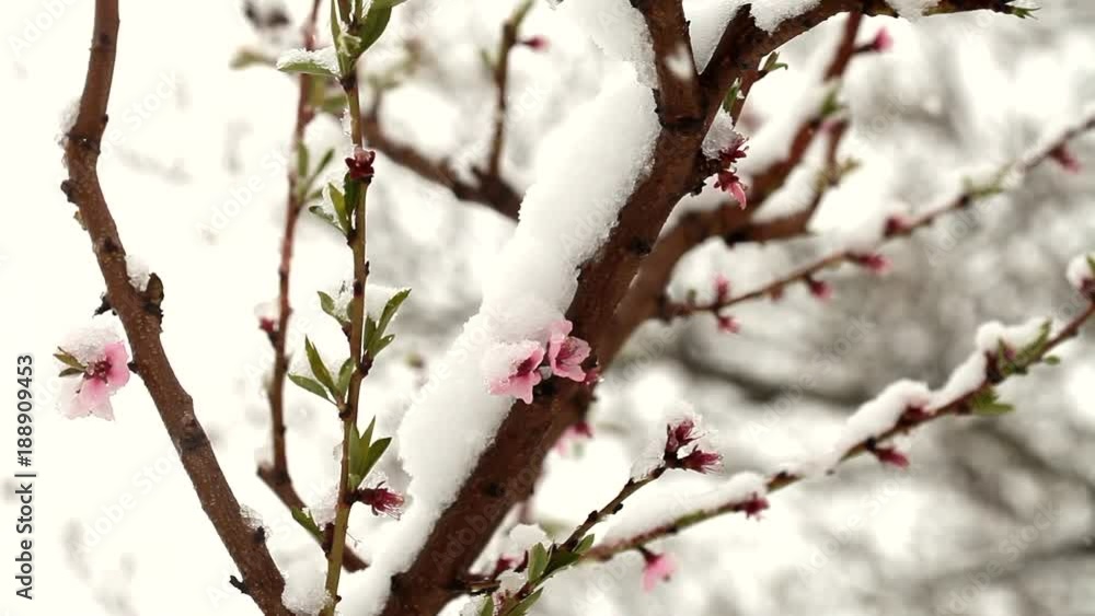 Snowing in April. Snow covered the blossoming fruit trees Snowing in April. Snow covered the blossoming fruit trees