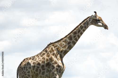 Giraffe © Laura
