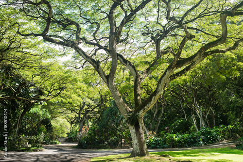 Fototapeta Naklejka Na Ścianę i Meble -  beautiful tree in Waimea Falls Park (Haleiwa)