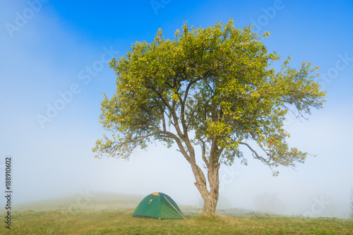 Tourists tent under the tree in a morning valley