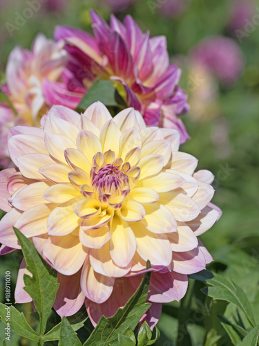 Fototapeta Naklejka Na Ścianę i Meble -  Dahlien, Dahlias
