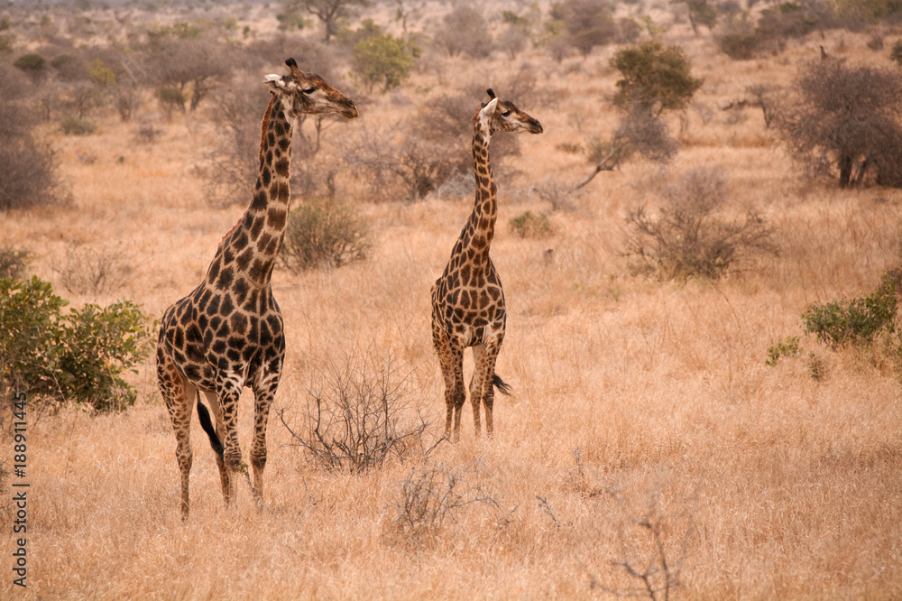 Obraz premium Two African Giraffe staring intently into the dry winter growth alert to possible predators