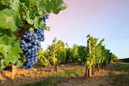Grappe de raisin et vigne, paysage de France