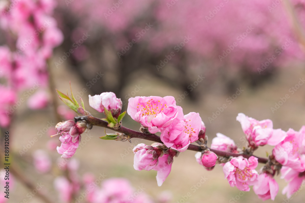 桃の花 桃の花