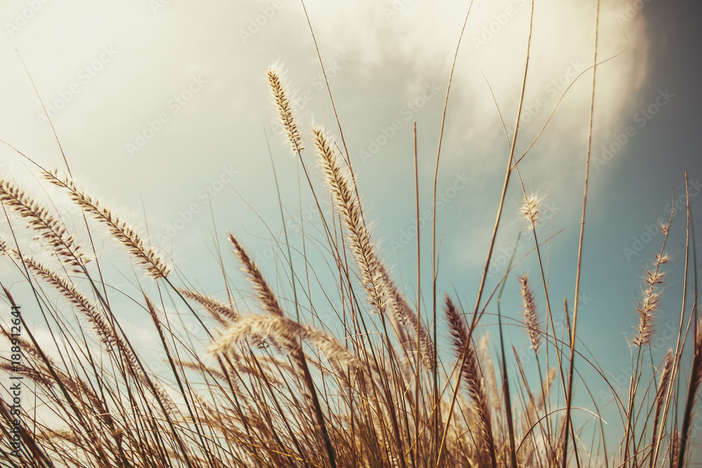 Fototapeta premium grass under the blue sky 