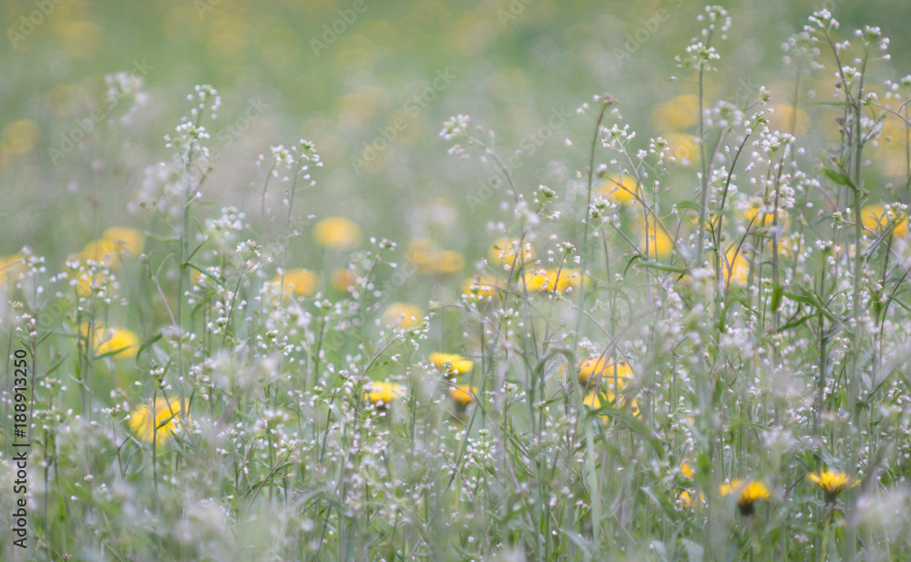 the flower. flower colorful. beautiful flowers the flower. flower colorful. beautiful flowers