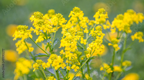 the flower. flower colorful. beautiful flowers