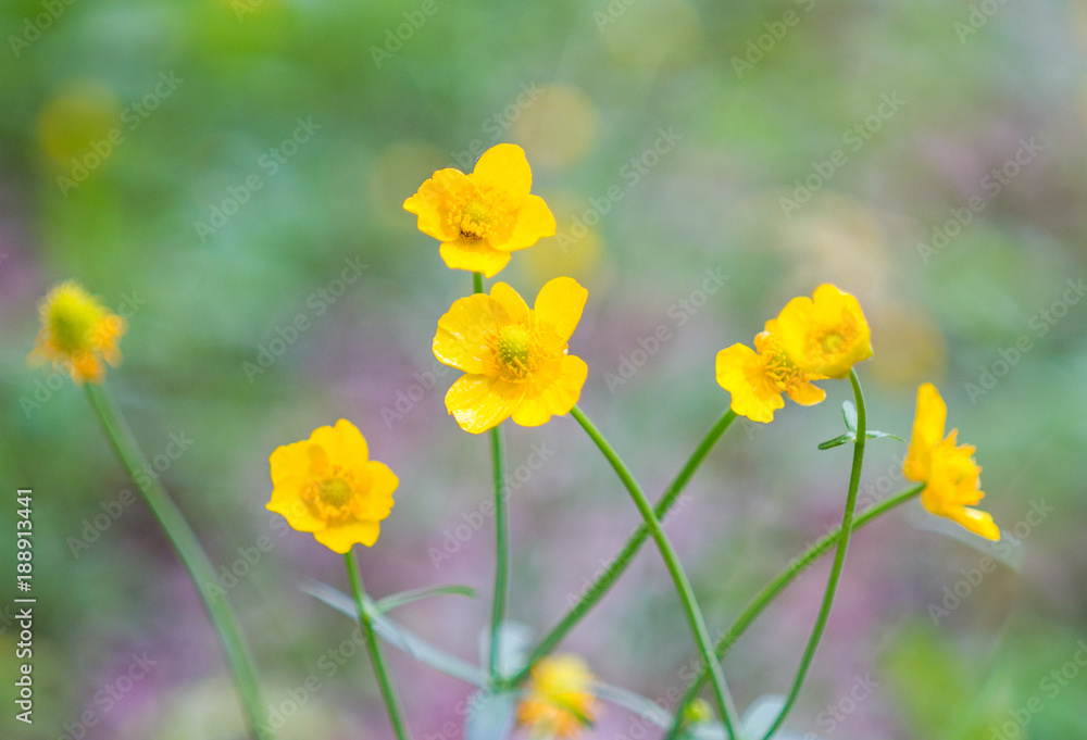 the flower. flower colorful. beautiful flowers the flower. flower colorful. beautiful flowers