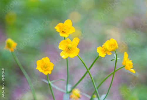 the flower. flower colorful. beautiful flowers