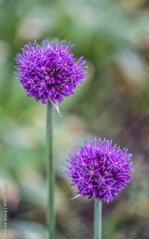 the flower. flower colorful. beautiful flowers the flower. flower colorful. beautiful flowers