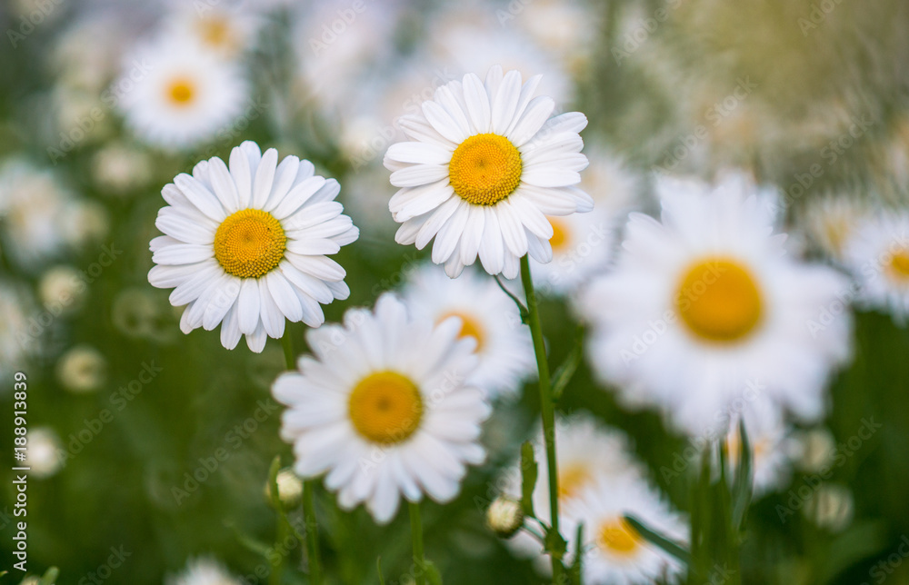 the flower. flower colorful. beautiful flowers