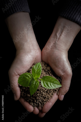 Two hands holding and caring a young green plant / planting tree / growing a tree / love nature / save the world