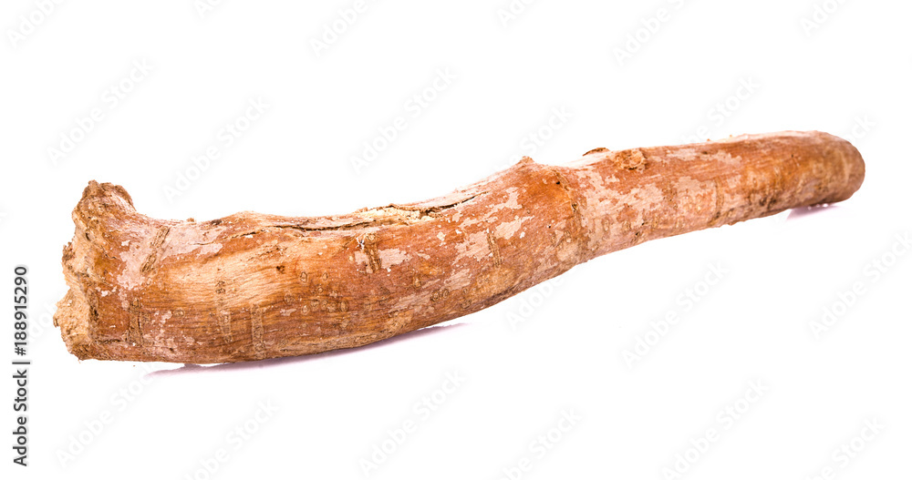 tongkat ali ( Eurycoma longifolia Jack) isolated on white tongkat ali ( Eurycoma longifolia Jack) isolated on white