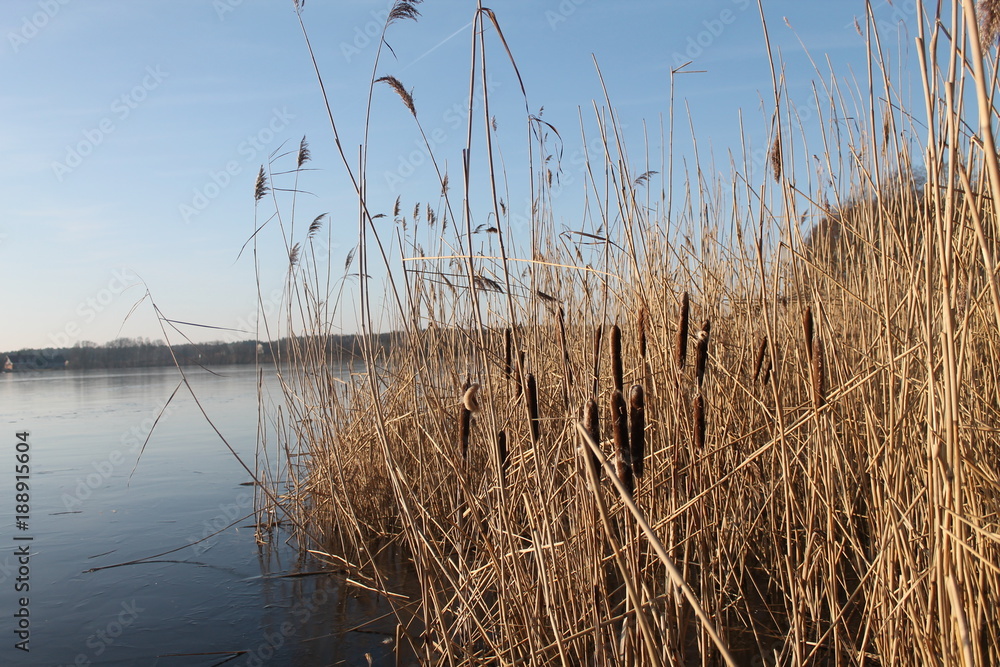 Obraz premium trzcina