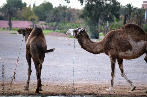 Dromedaries in Marrakech. Morocco.