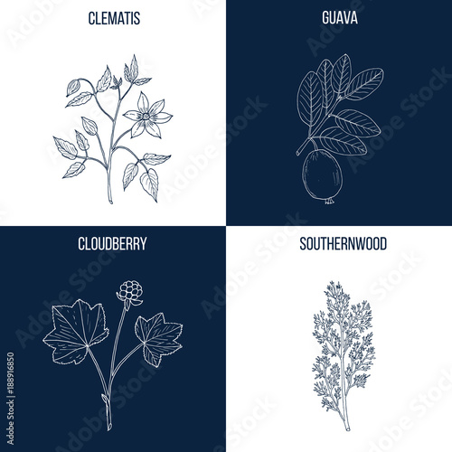 Set of four hand drawn eatable and medicinal plants