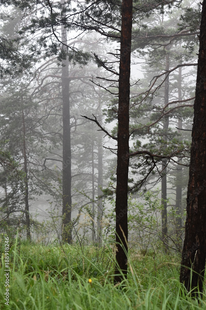 Fototapeta premium In the woods
