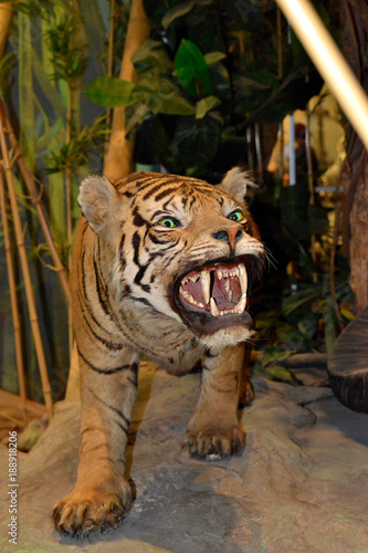 Fototapeta Naklejka Na Ścianę i Meble -  Опасный тигр