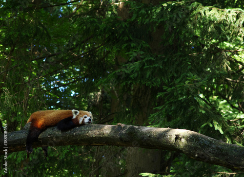  red panda in a tree