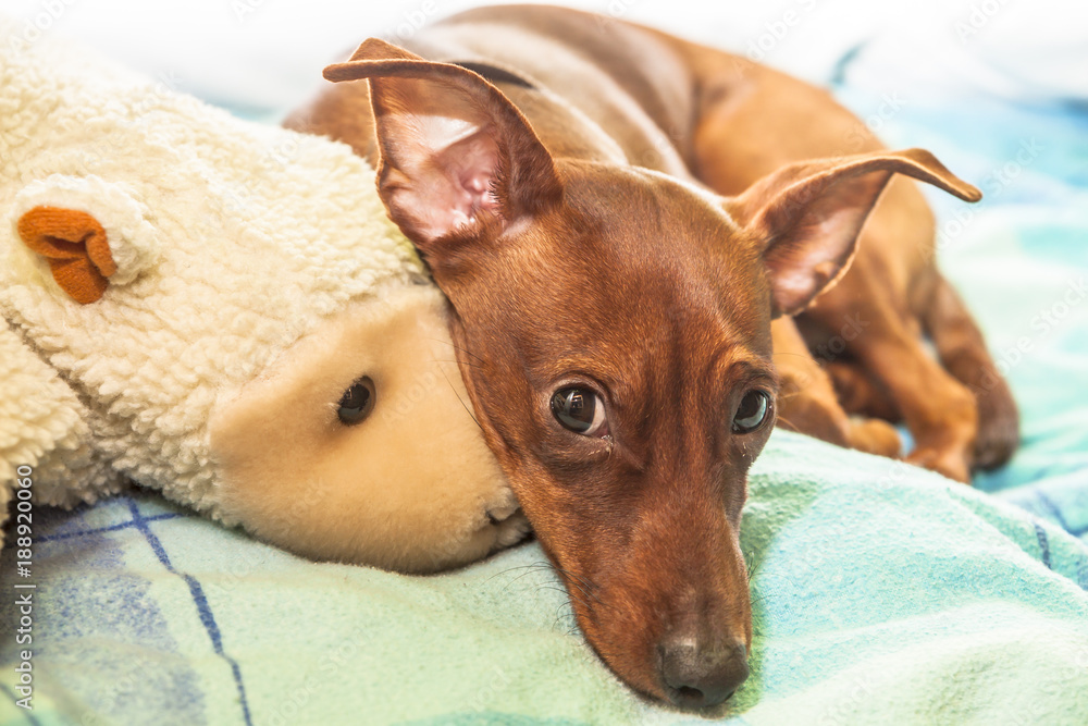 Portrait of red miniature pinscher with plushi ice bear Stock Photo Adobe Stock