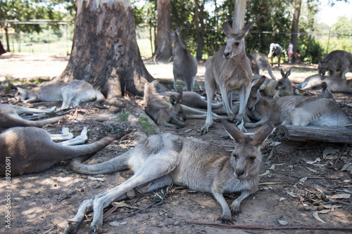 Kangroos at Brisbane Koala Sanctuary photo