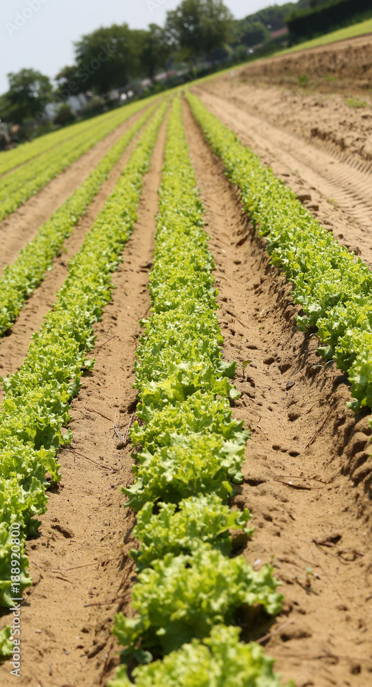 lettuce with inclination desired by the photographer to give a sense of dynamism to the photographic shoot