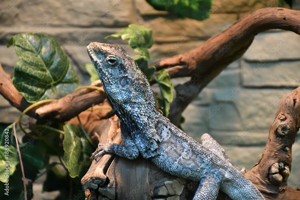 Fototapeta premium Frilled lizard (LAT. Chlamydosaurus kingii)