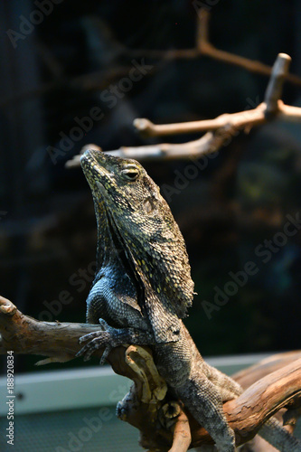 Frilled lizard (LAT. Chlamydosaurus kingii)