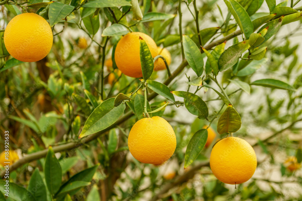 Mandarin organic citrus tree and green leafs. Natural fresh food and sweet orange mandarine fruit