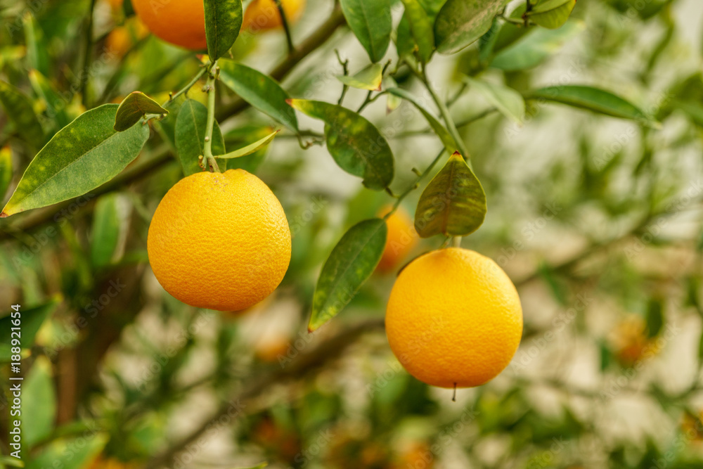 Mandarin organic citrus tree and green leafs. Natural fresh food and sweet orange mandarine fruit Mandarin organic citrus tree and green leafs. Natural fresh food and sweet orange mandarine fruit
