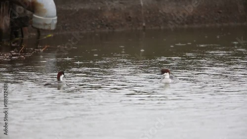 Smew (Mergus albellus) in Japan photo