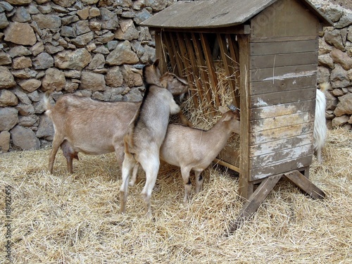 Obraz na plátně Chèvres s'alimentant à un râtelier