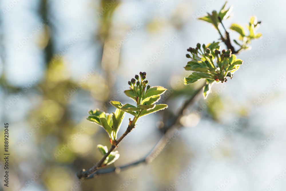 first spring leaves on linden tree first spring leaves on linden tree