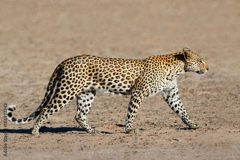 Naklejka premium Leopard (Panthera pardus) Walking, pustynia Kalahari, RPA