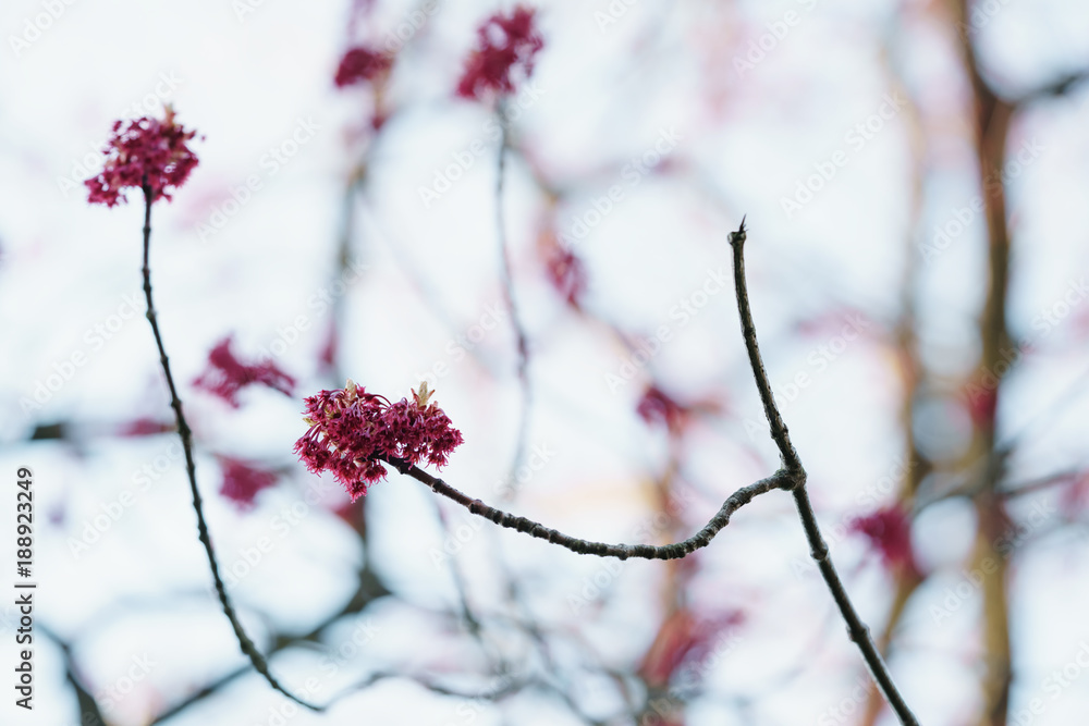 red buds and leaves in sunny morning closeup