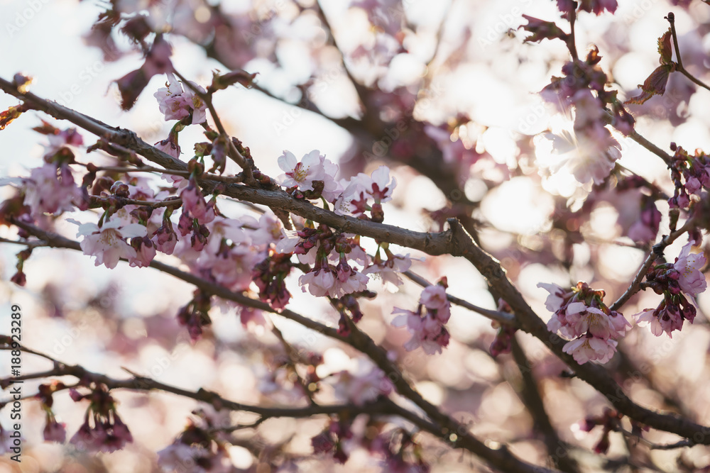 Tender sakura cherry tree blossom in spring morning Tender sakura cherry tree blossom in spring morning