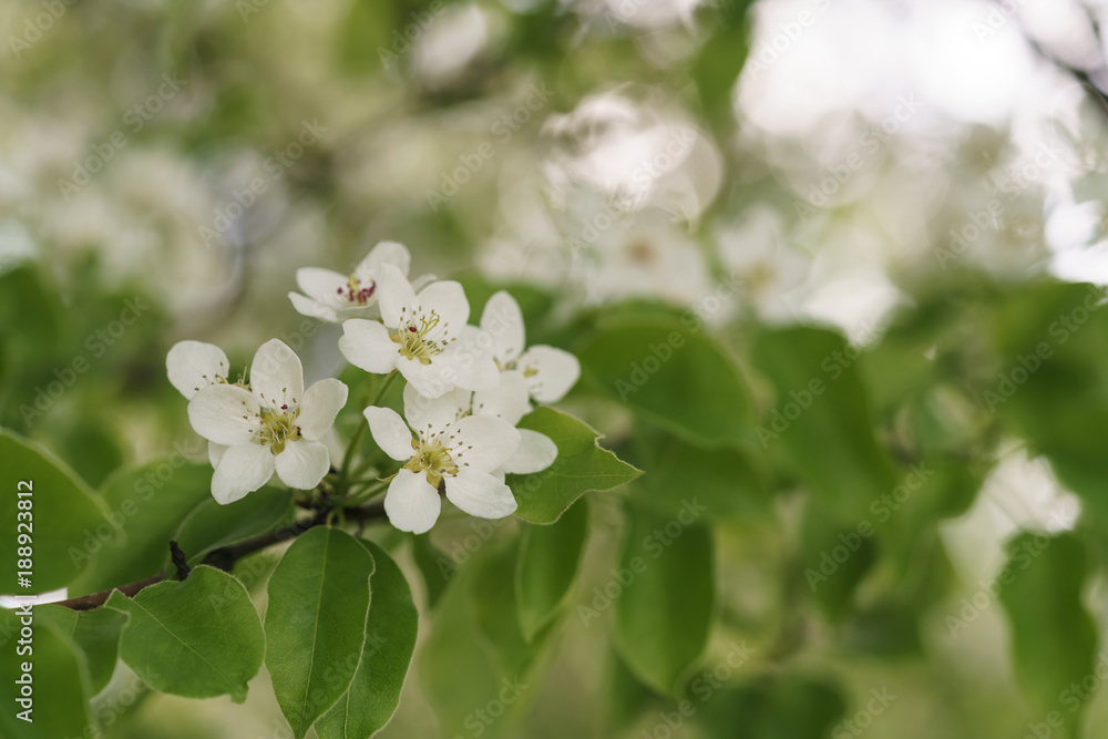 closeup of blossoming apple tree with white flowers in a garden closeup of blossoming apple tree with white flowers in a garden