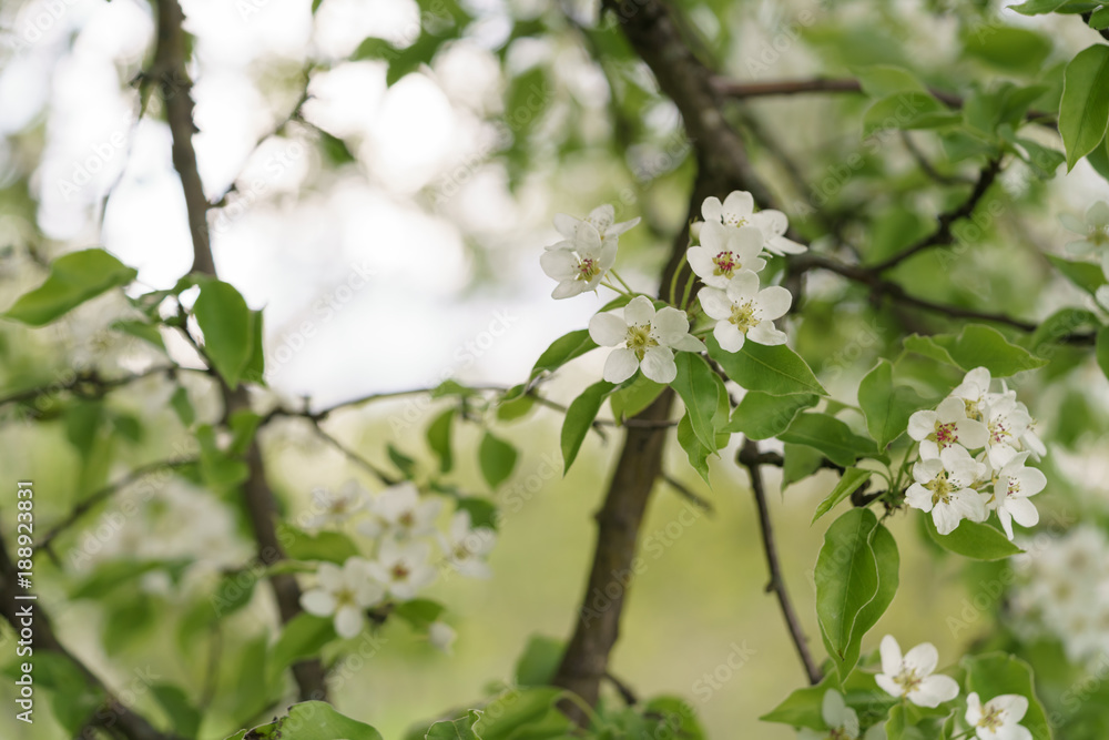 closeup of blossoming apple tree with white flowers in a garden closeup of blossoming apple tree with white flowers in a garden