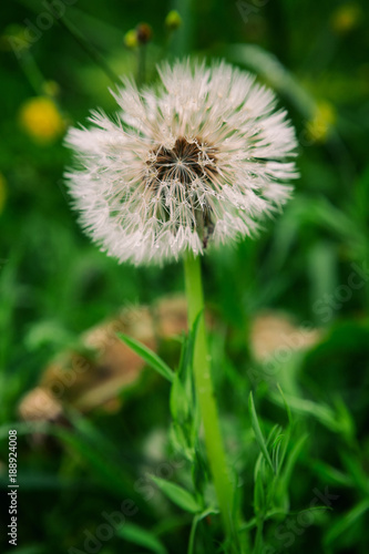 Closeup of a fluffy dandelion